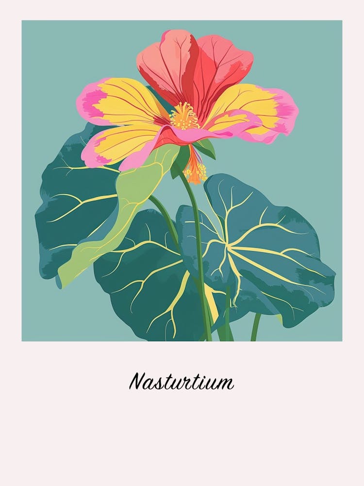 Nasturtium 3 Square Flower Illustration Poster