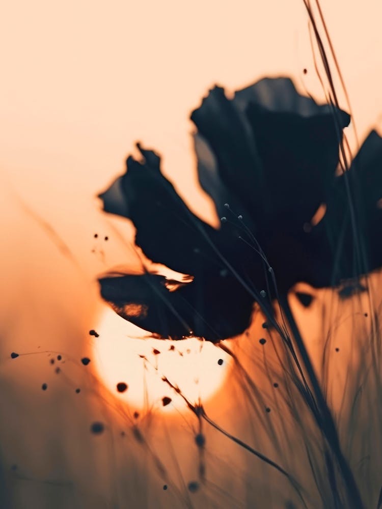 Before Sunset No 4