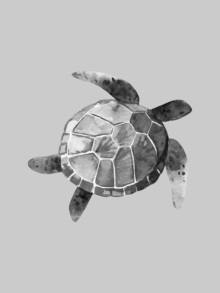 Sea Turtle