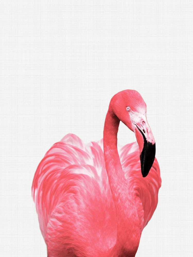 Flamingo Portrait