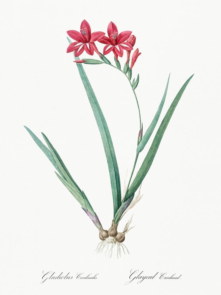 Gladiolus Cardinalis, Pierre Joseph Redoute