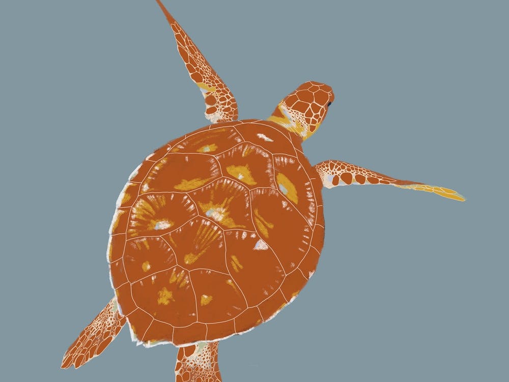 Sea Turtle