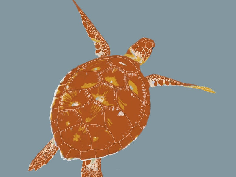 Sea Turtle