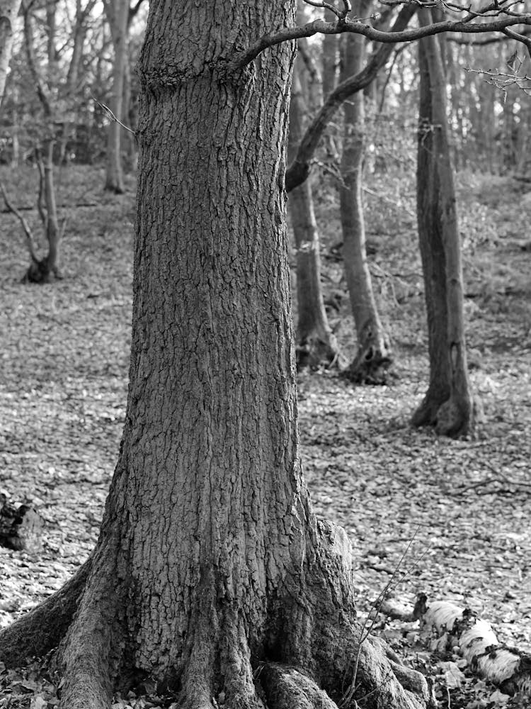 Tree In The Woods