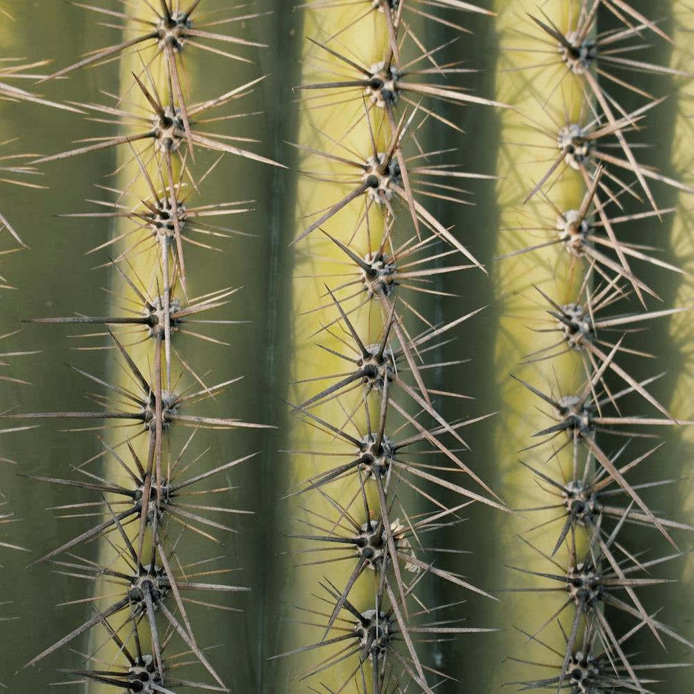 Spiked Cactus Square