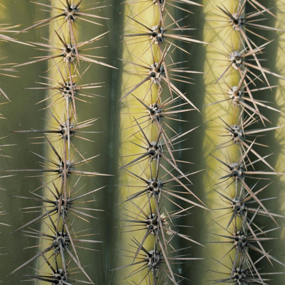 Spiked Cactus Square