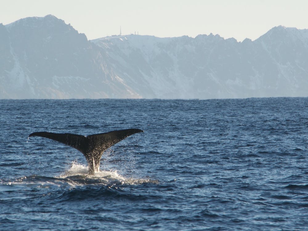 Humpback Whale Tail
