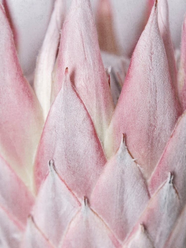 Details Of Blush Pink Protea