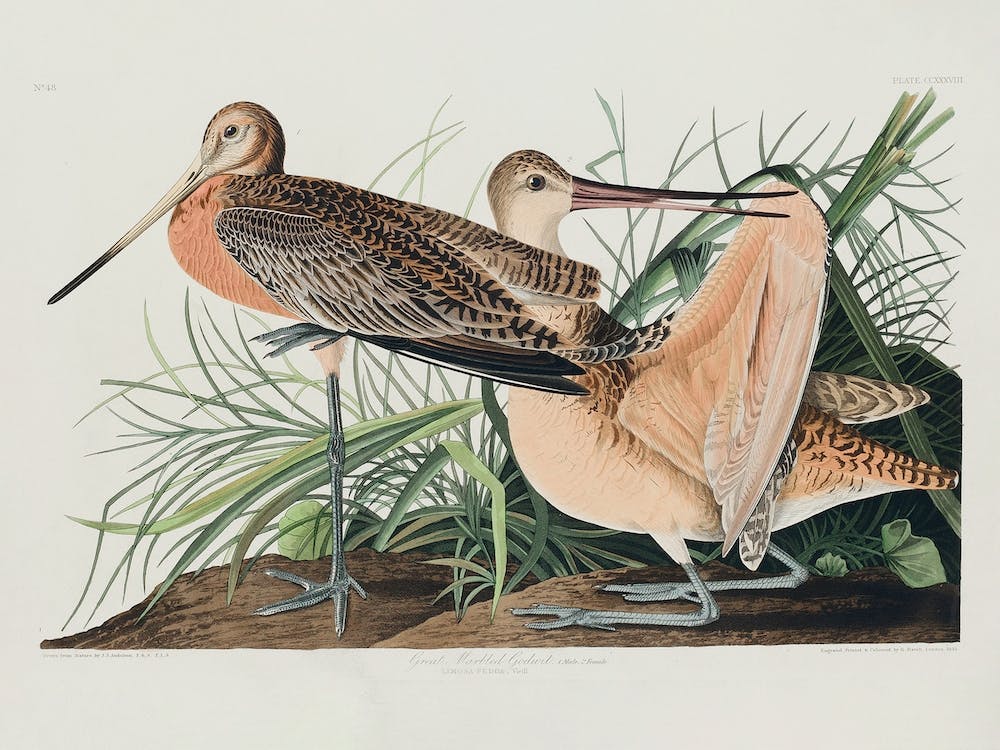 Great Marbled Godwit, Birds Of America, John James Audubon