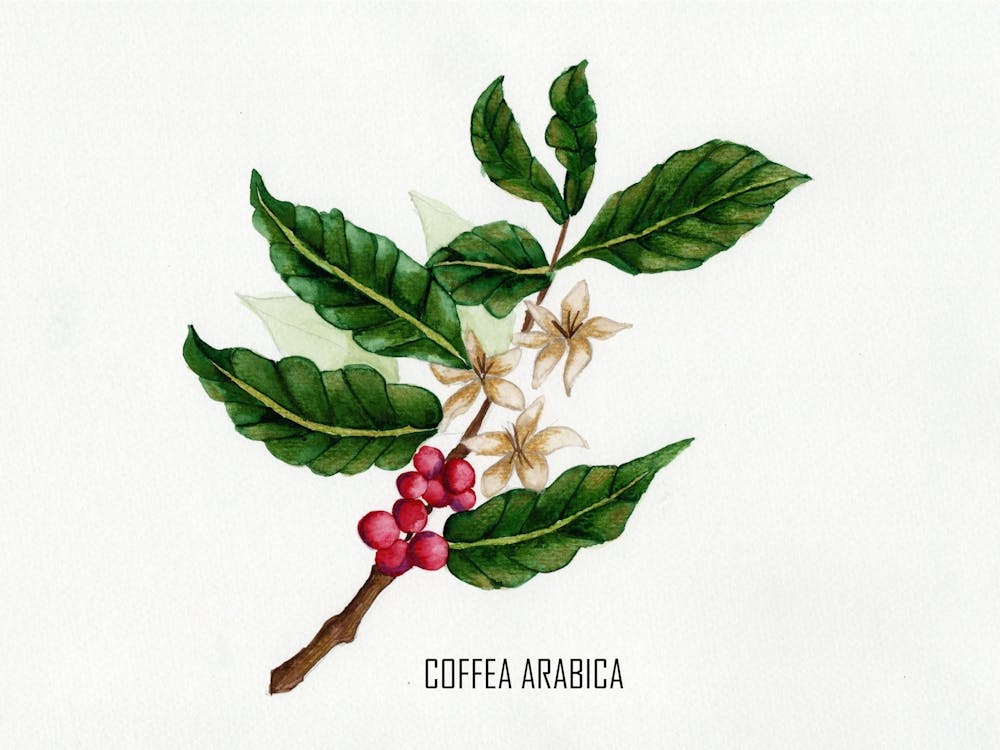 Coffea Arabica