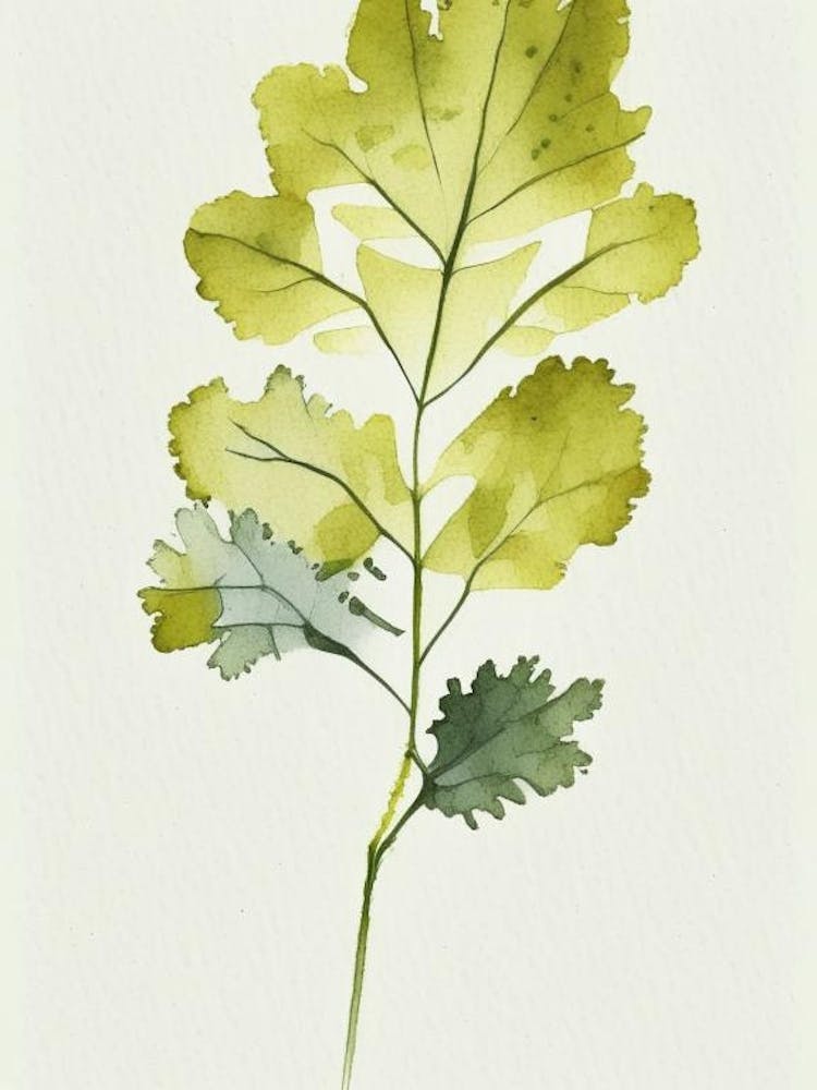 Feuille de Moutarde Sauvage Aquarelle Minimaliste 3