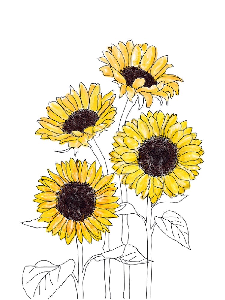 Sunflowers 1