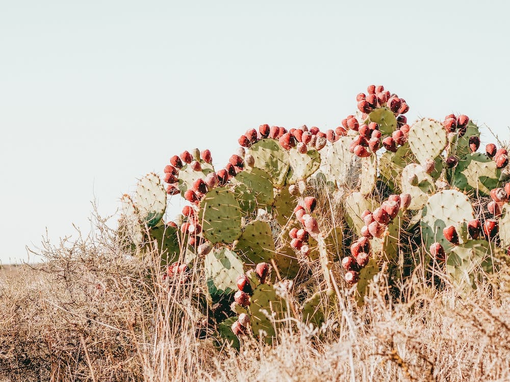 Prickly Pear Cactus