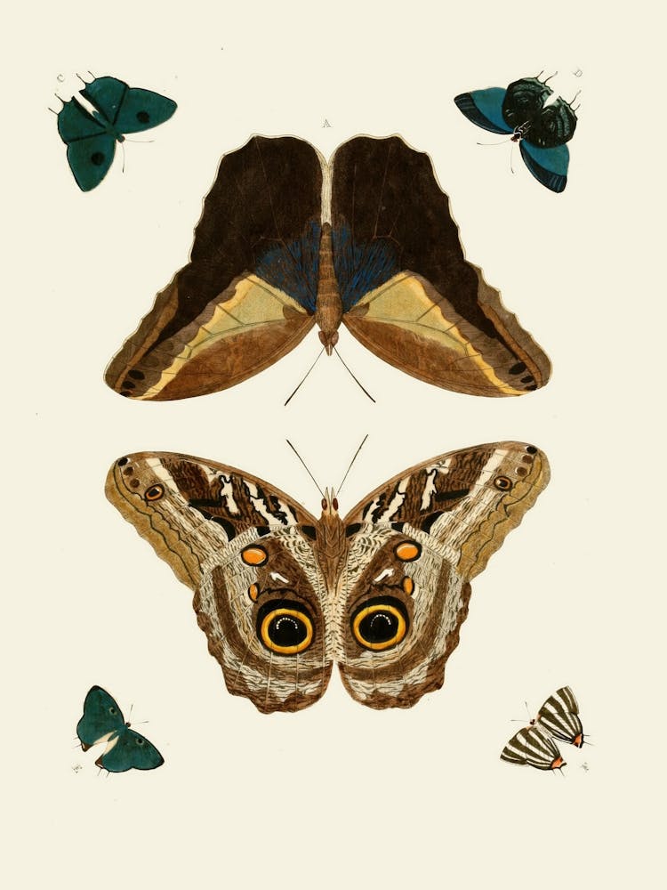 Butterflies Of The World 2