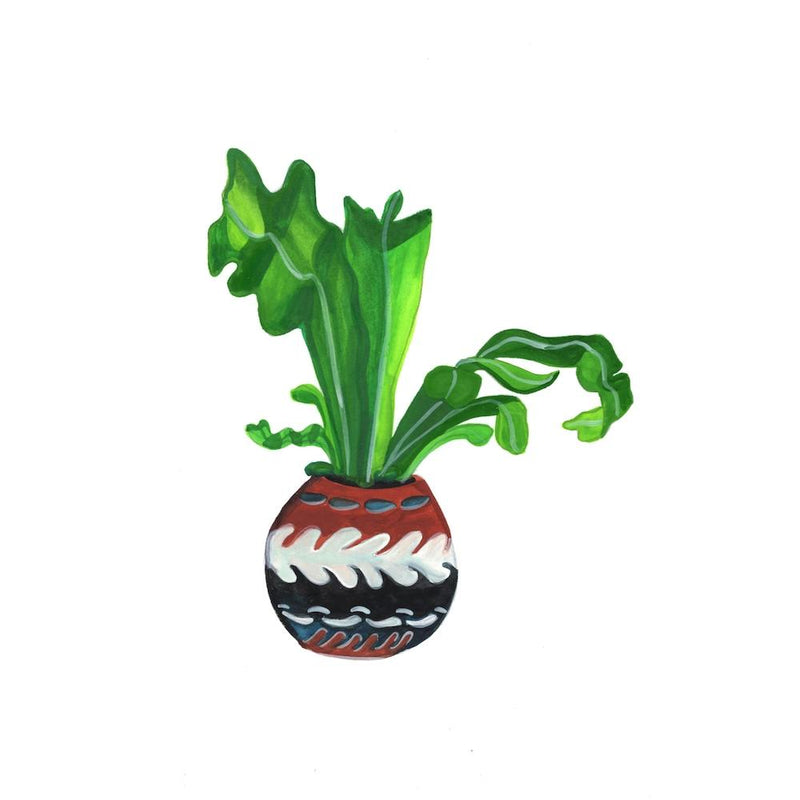 Fern In A Round Pot Square