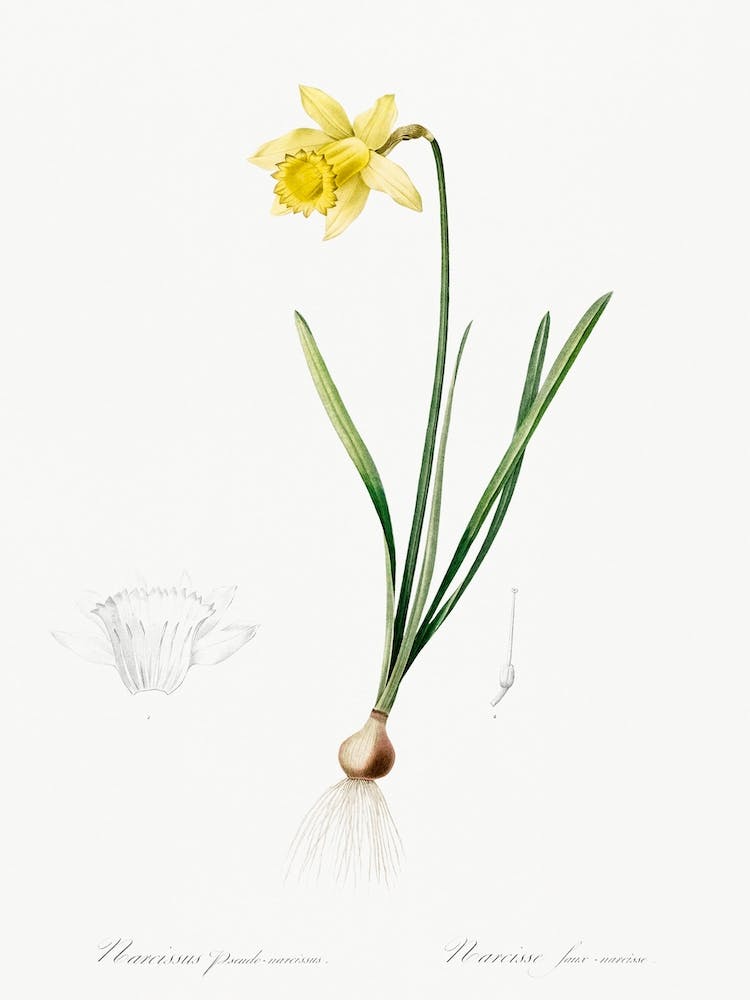 Lent Lily Illustration From Les Liliacées, Pierre Joseph Redouté