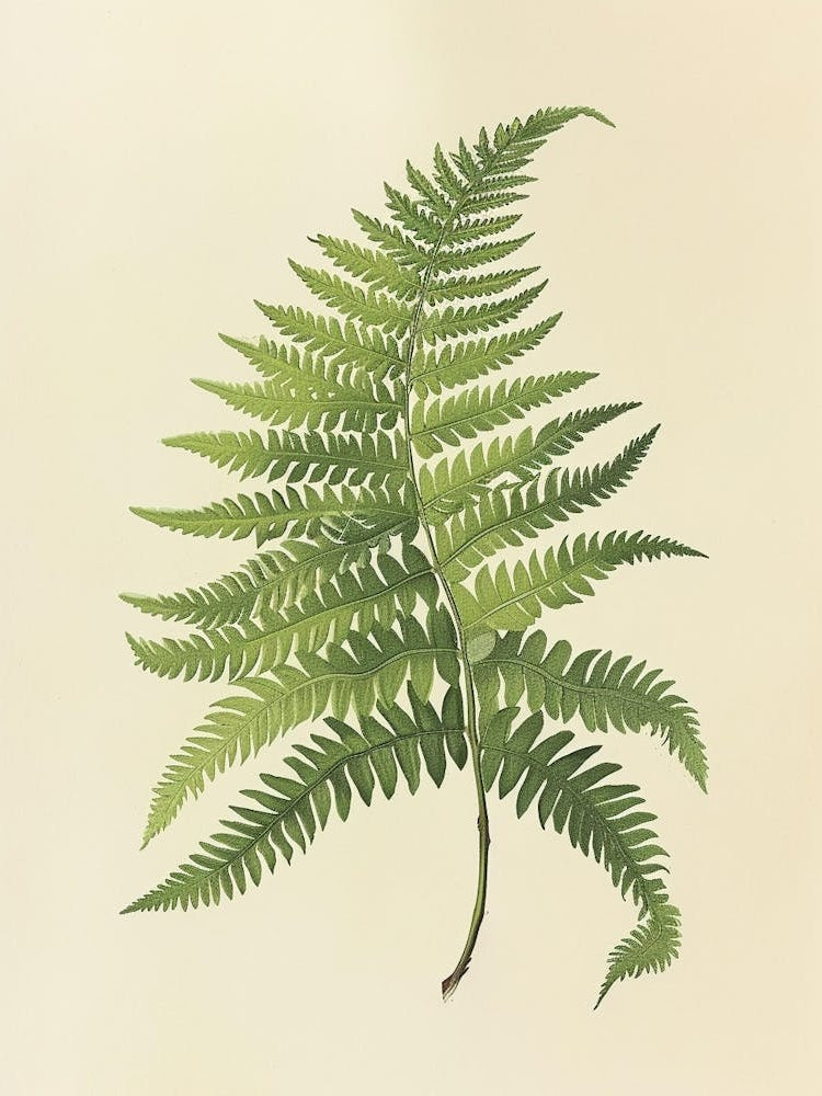Vintage Illustration Marsh Fern 1