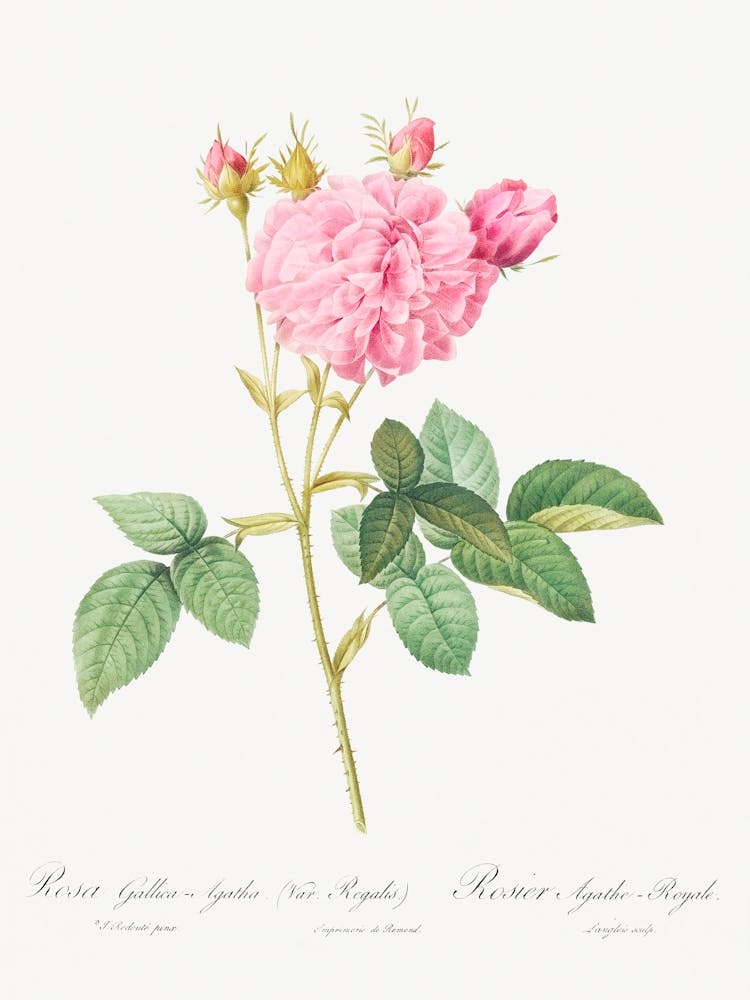 Agatha Rose, Pierre Joseph Redoute