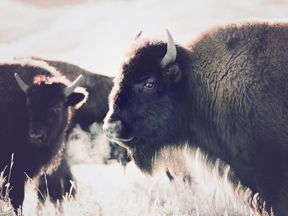 Bison
