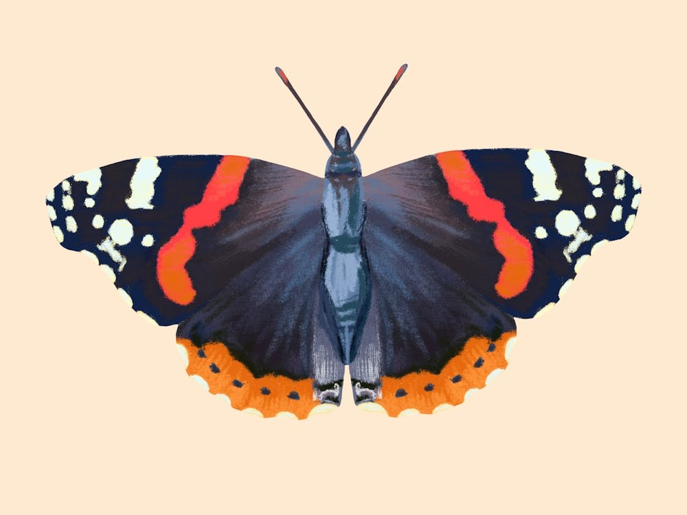 Red Admiral Butterfly Art