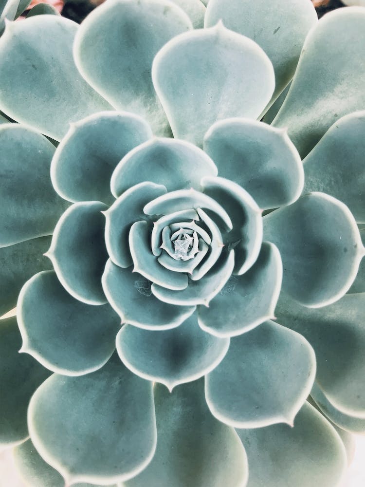 Blue Succulent Petals