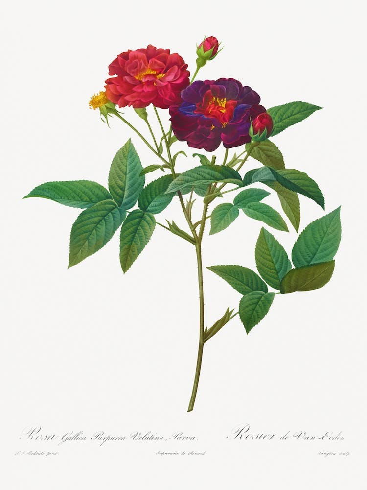 Rosa Gallica Purpurea Velutina Parva, Pierre Joseph Redouté
