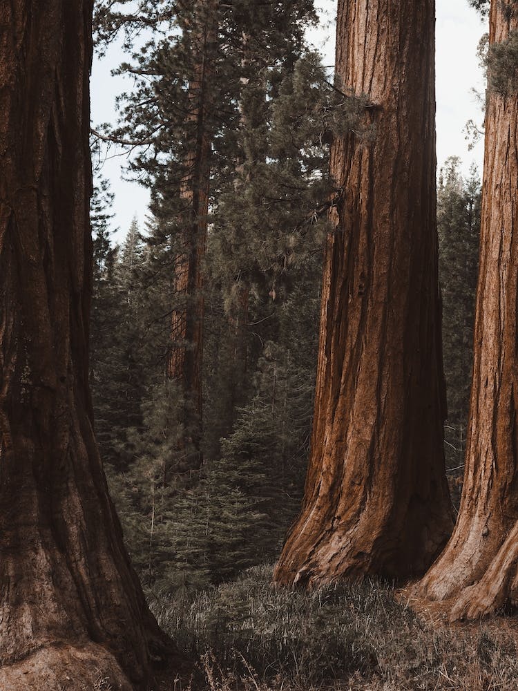 Nature Redwood Trees