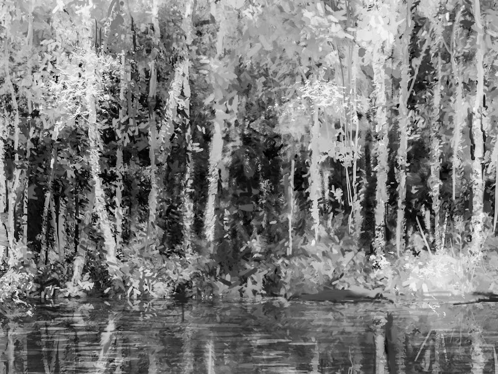 Black And White Forest