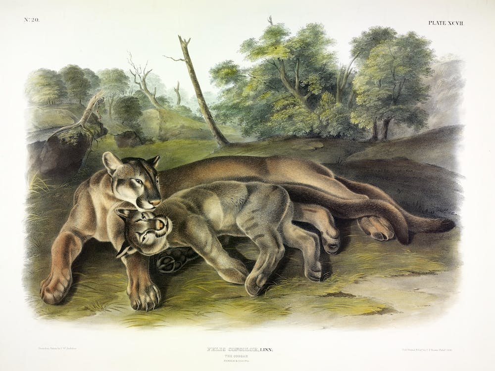 Female Cougar, John James Audubon