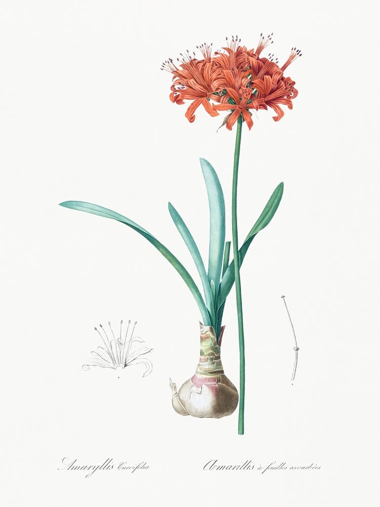 Guernsey Lily Illustration, Pierre Joseph Redoute