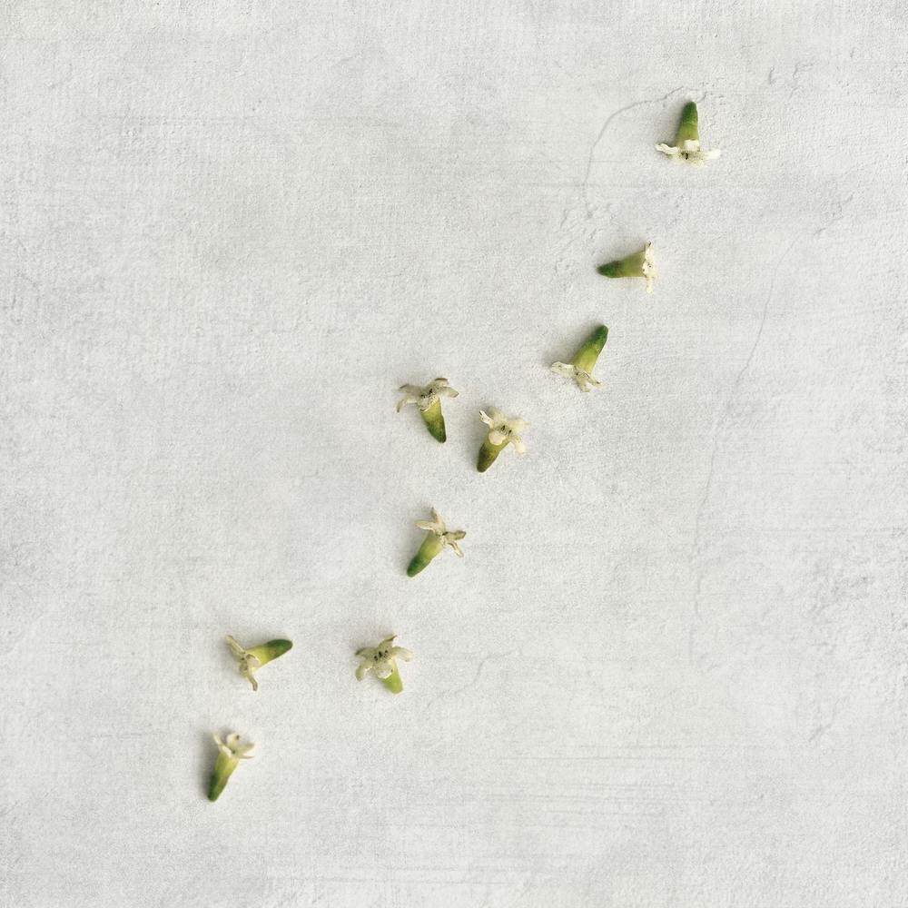 Delicate Scattered Botanicals Square