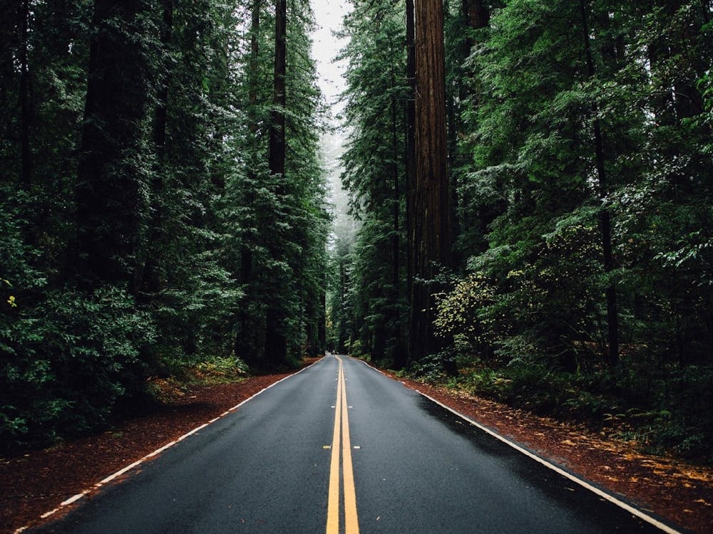 Redwood Forest Road