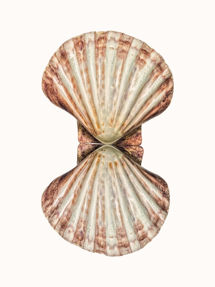 Shell VI