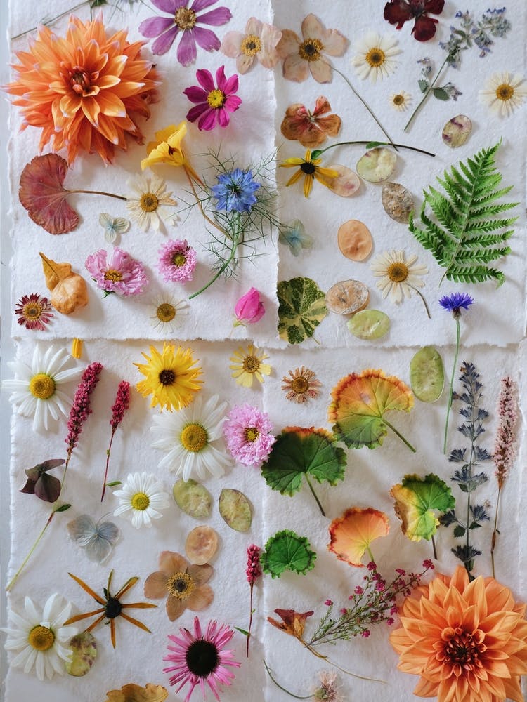 October Flowers