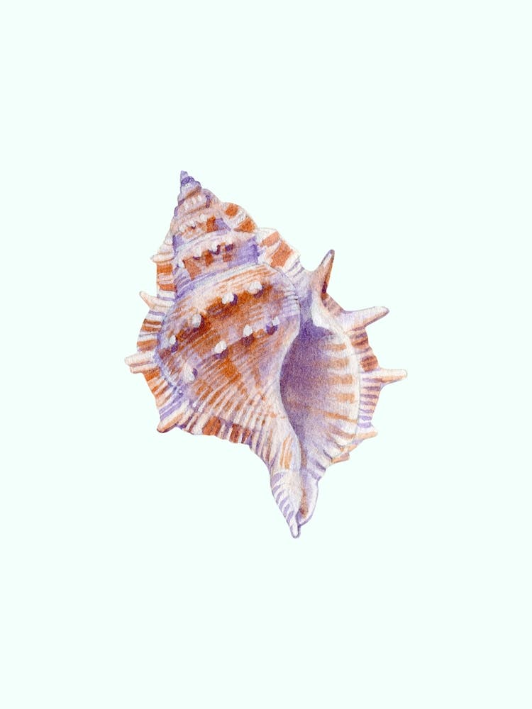 Watercolor Sea Shell art print