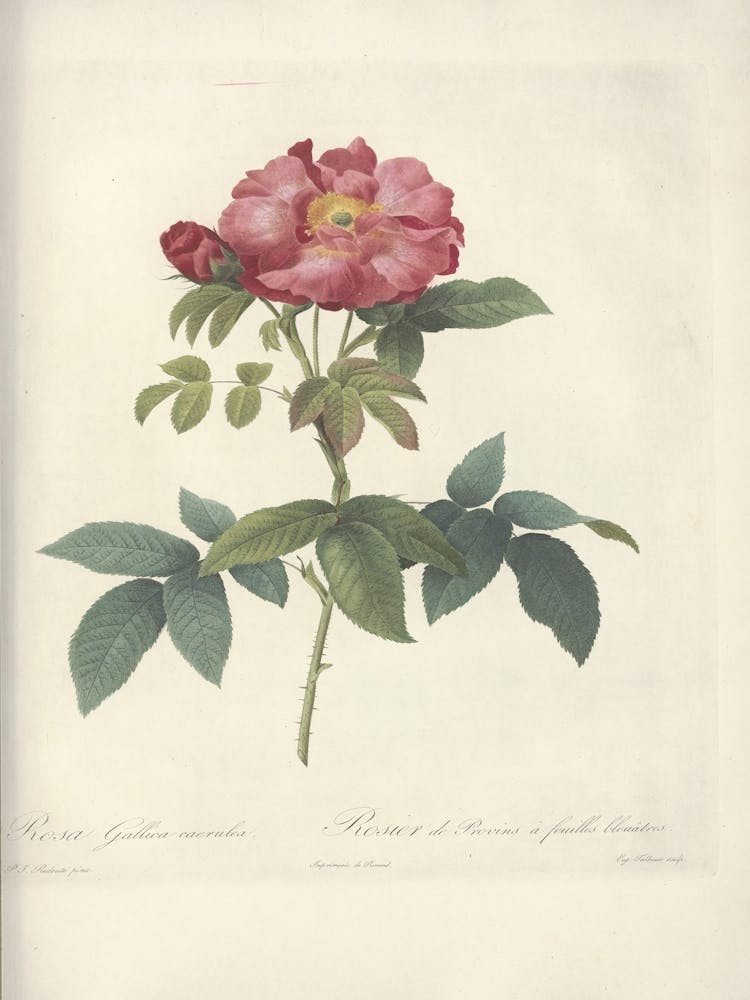 Rose Illustration, Pierre Joseph Redoute (84)