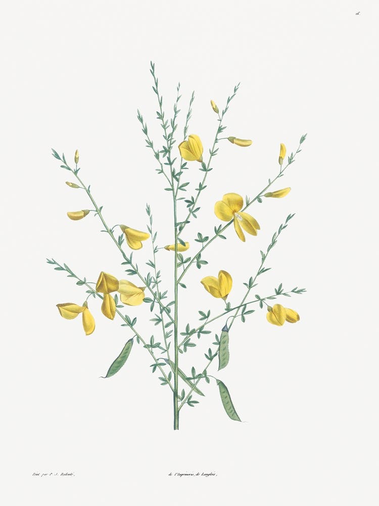 Broom Flower from La Botanique de J. J. Rousseau, Pierre Joseph Redoute