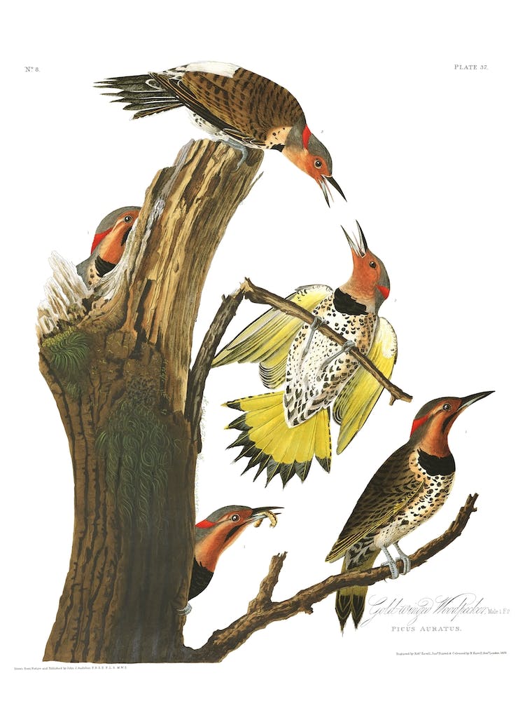 Gold Winged Woodpecker