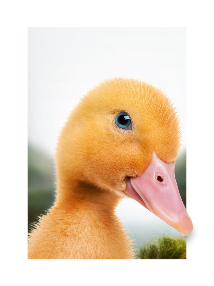 Duckling