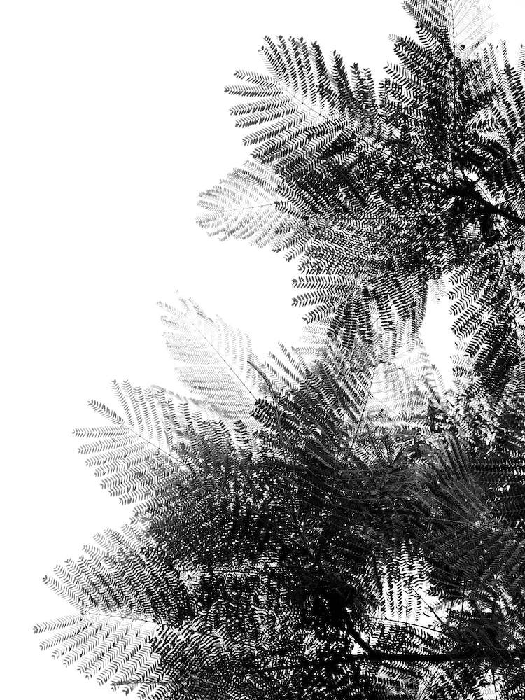 The Tree Top By Tal Paz-Fridman