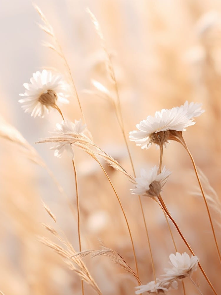 Boho Dried Flowers Daisy 2
