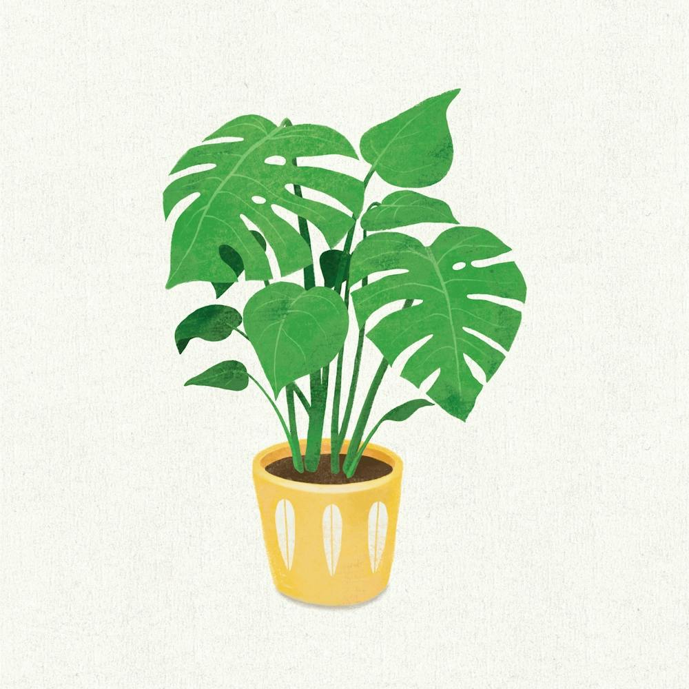 Monstera