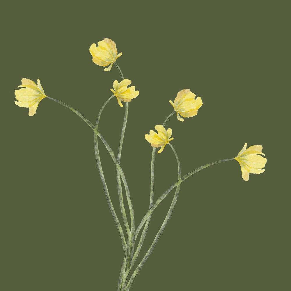 Daffodils 1