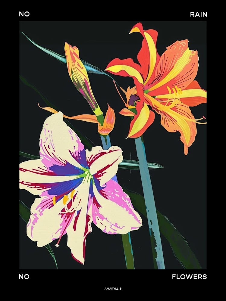 No Rain No Flowers Poster Amaryllis 6