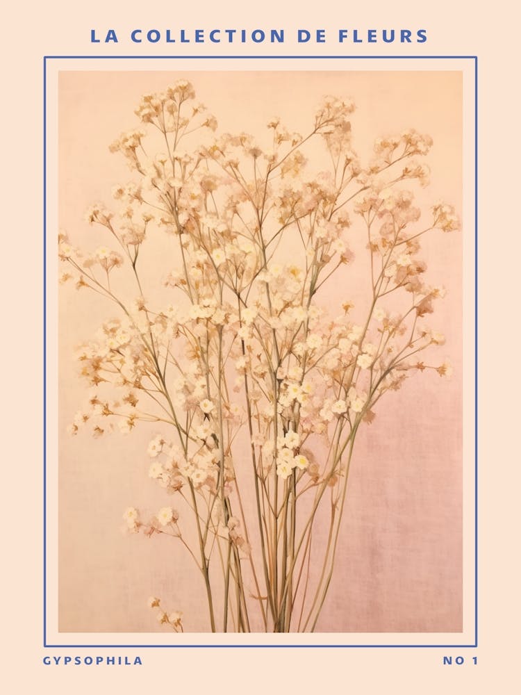 Gypsophila French Flower Botanical Poster