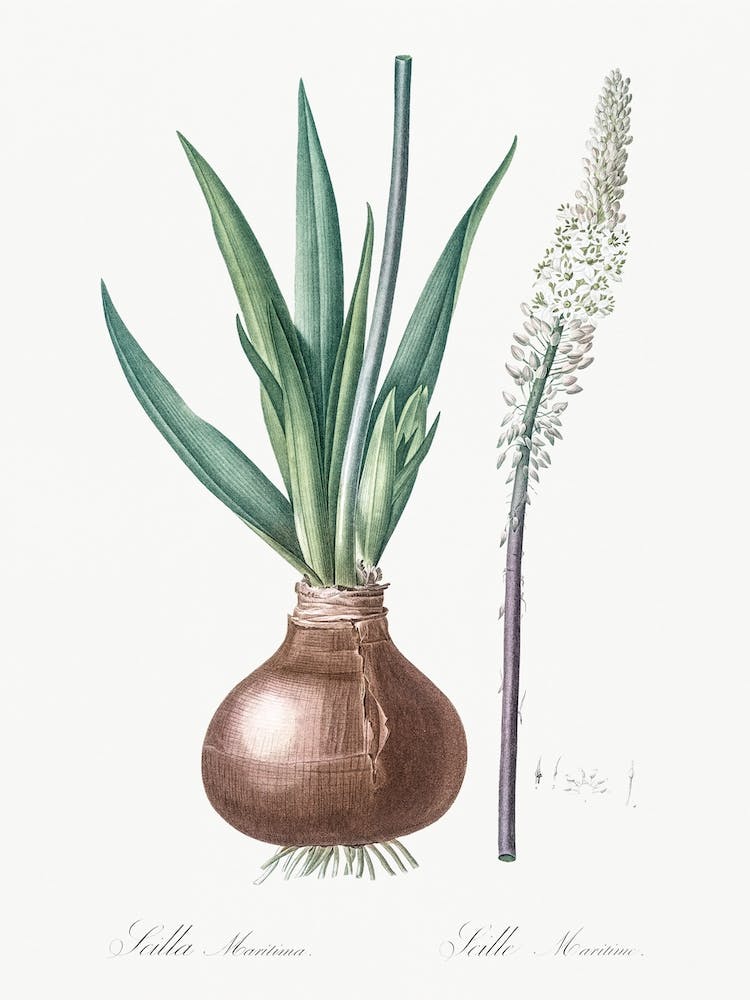 Drimia Illustration From Les Liliacées, Pierre Joseph Redouté