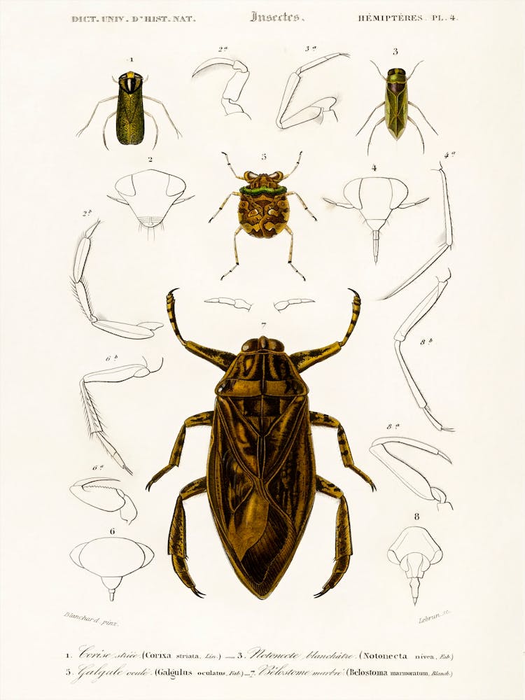 Different Types Of Insects , Charles Dessalines D'Orbigny 1
