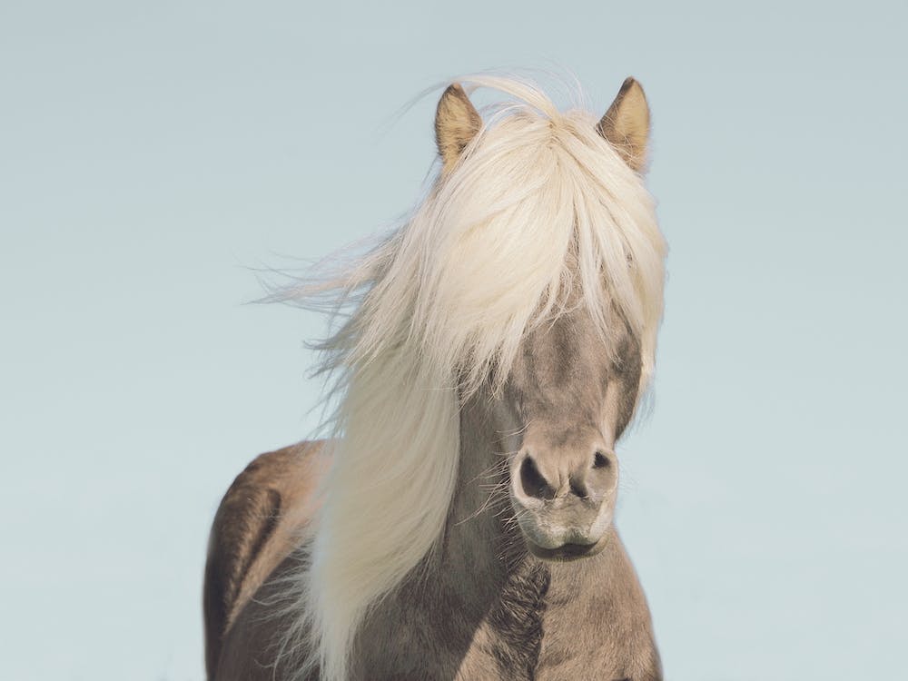 Horse With Long Hair