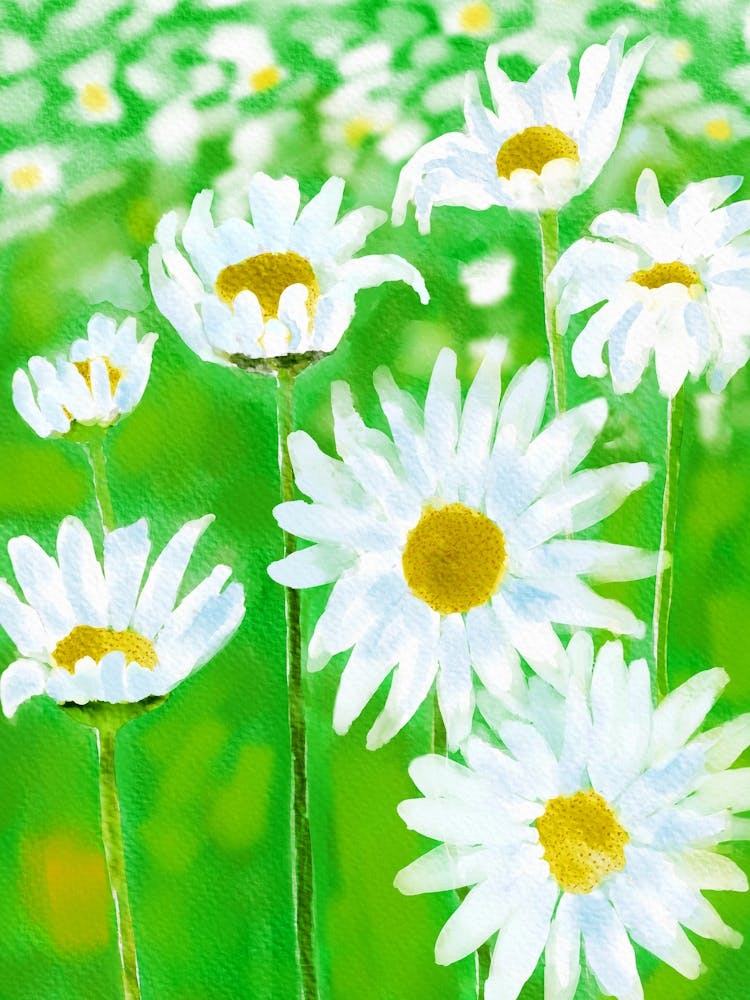 Daisy White Flower Summer Garden Painting