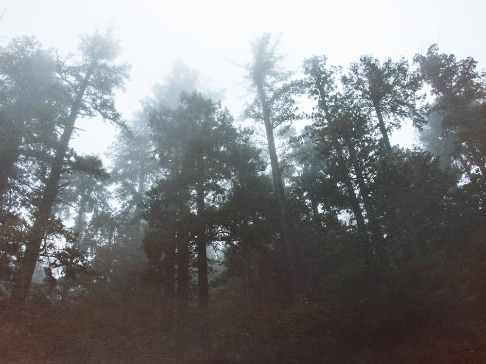 Foggy Forest - Redwoods National Park